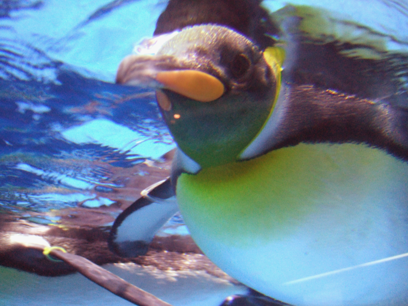 【個人撮影】人妻寝取らせ